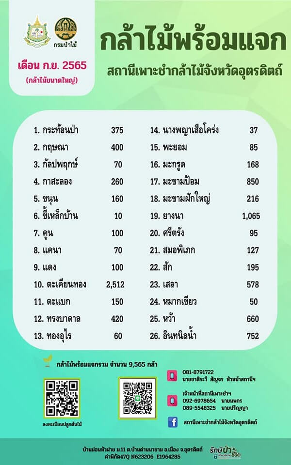 กล้าพันธุ์พร้อมแจก (ต้นใหญ่).jpg