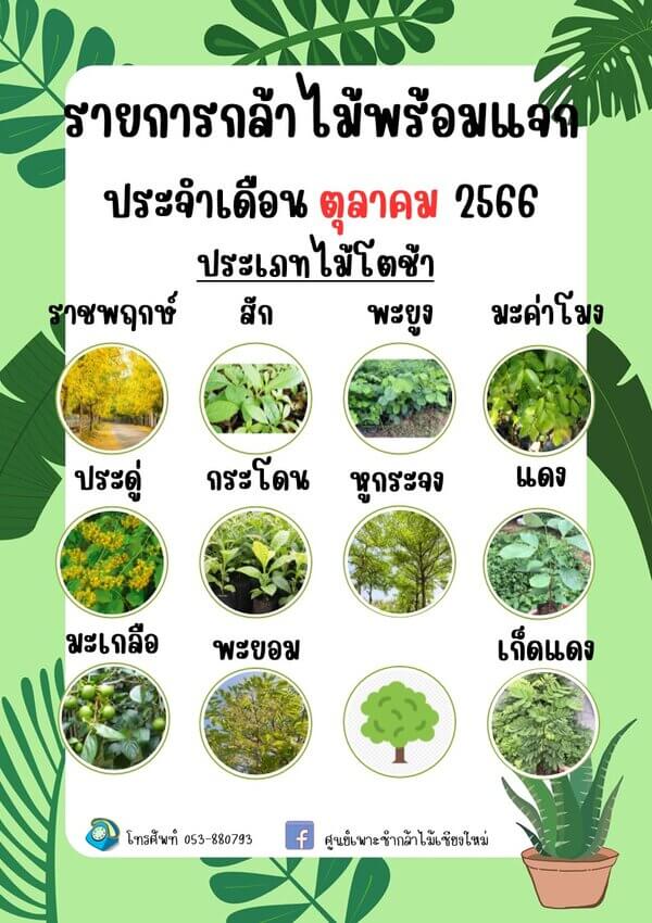 แจกกล้าพันธุ์ประเภทไม้โตช้า.jpg