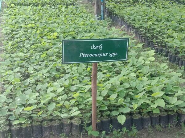 ประดู่.jpg