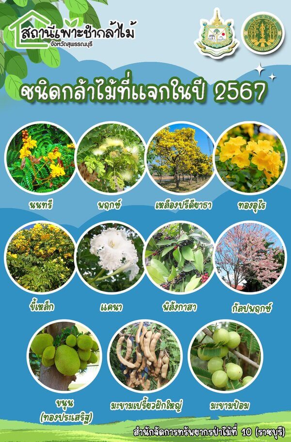 กล้าพันธุ์ไม้ที่แจก.jpg