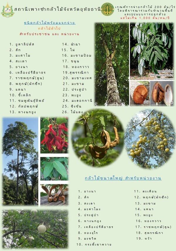 กล้าพันธุ์ที่แจก.jpg