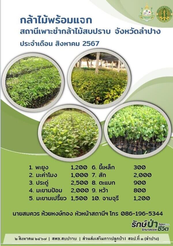 แจกกล้าพันธุ์ไม้สบปราบ จังหวัดลำปาง.jpg