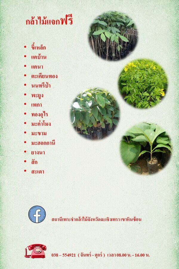 กล้าไม้แจกฉะเชิงเทรา.jpg