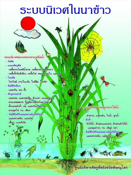 ระบบนิเวศในนาข้าว1.jpg