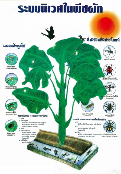ระบบนิเวศผัก1.jpg