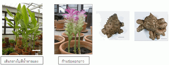 ว่านชัก.gif