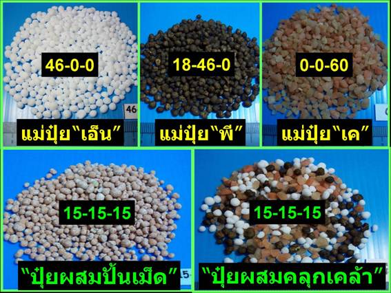 แม่ปุ๋ย2.jpg