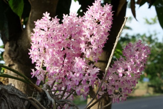 orchid11.jpg
