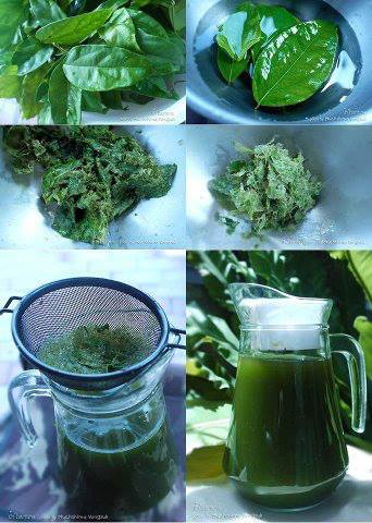 ย่านาง.jpg