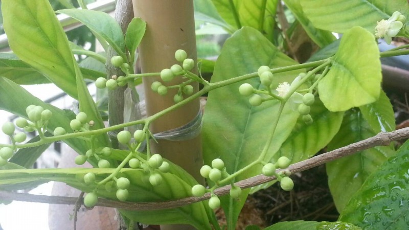 รสสุคนธ์