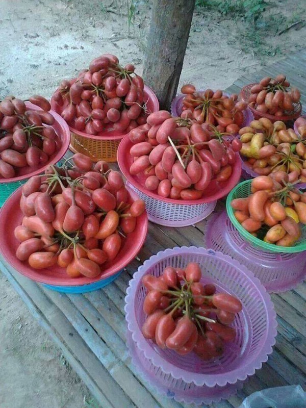 นมวัว นมแมว