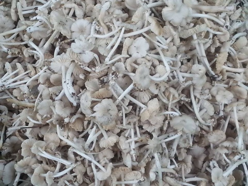 เห็ดโคนปลวก...ขึ้นรอบจอมปลวก