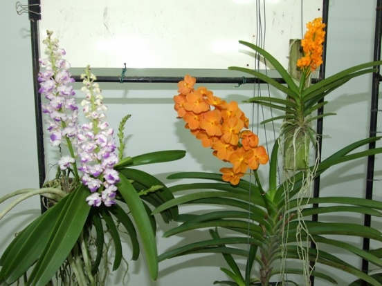 orchids.jpg