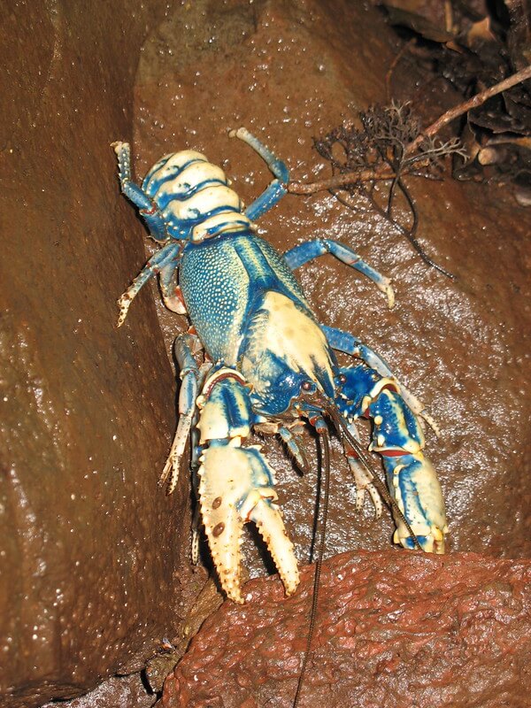 รูป กุ้งเครย์ฟิช Crayfish