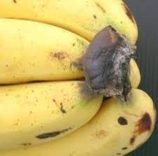 โรคขั้วหวีเน่าของกล้วย
