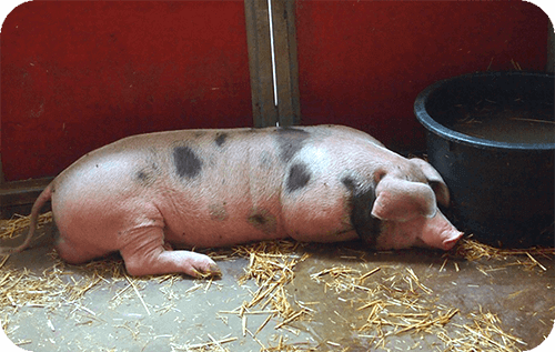 การเลี้ยงหมูขุนให้โตเร็ว