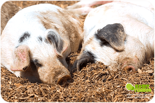 เทคนิคง่ายๆ การเลี้ยงหมูขุนให้โตเร็ว สร้างรายได้สร้างอาชีพ
