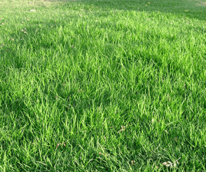 ชนิดของหญ้า หญ้าปูสนาม หญ้าจัดสวน ปลูกหญ้าอะไรดี