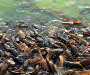 วิธีเลี้ยงปลาดุกในบ่อดินธรรมชาติ แบบประหยัดต้นทุน