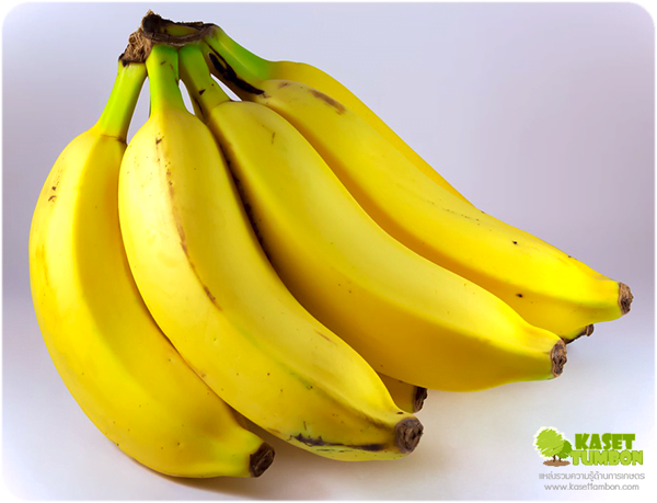 เรื่องกล้วยๆ ลดน้ำหนักด้วยกล้วย กล้วยหอมลดความอ้วน