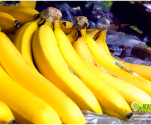 ประโยชน์ สรรพคุณของกล้วยน้ำว้า 30 อย่าง กินกล้วยแล้วดีอย่างไร