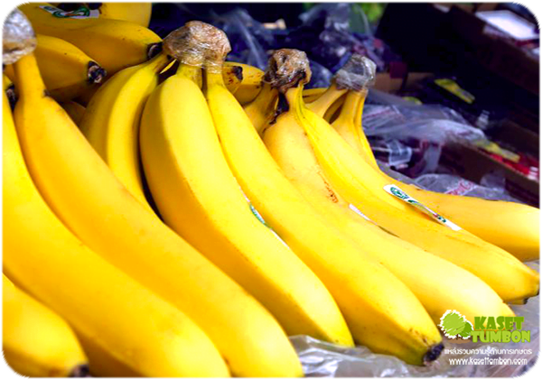 เรื่องกล้วยๆ ประโยชน์และสรรพคุณของกล้วย