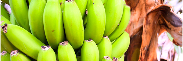 เรื่องกล้วยๆ ประโยชน์และสรรพคุณของกล้วย
