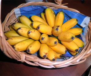 วิธีปลูกกล้วยไข่ เคล็บลับการปลูกกล้วยไข่ให้ผลผลิตที่ดี