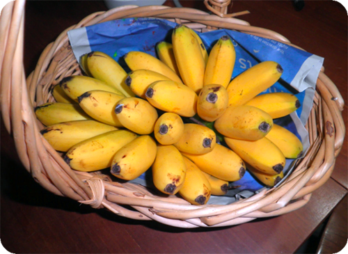 วิธีปลูกกล้วยไข่ เคล็บลับการปลูกกล้วยไข่ให้ผลผลิตที่ดี
