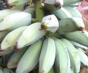 มาแปรรูปกล้วยน้ำว้าผลิตผลทางการเกษตร เป็นกล้วยรังนกกันเถอะ
