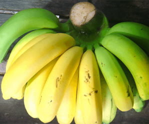 กล้วยดิบ กล้วยห่าม กล้วยสุก กล้วยงอม ประโยชน์และสรรพคุณของกล้วยทั้ง 4 แบบ