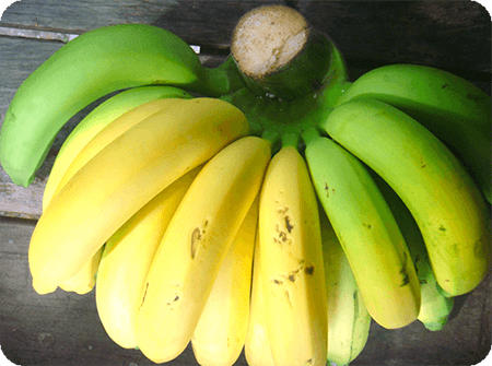 ประโยชน์และสรรพคุณของกล้วยห่ามหรือกล้วยเริ่มสุก