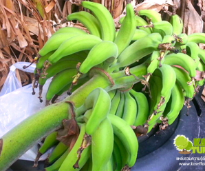 ความแตกต่างของกล้วยหมากกับกล้วยเล็บมือนาง  ความแตกต่างของกล้วย