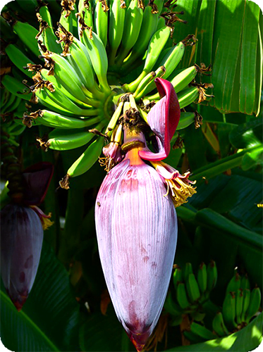 หัวปลี หรือ ปลีกล้วย ตัดหัวปลีมาทำเป็นอาหาร – เกษตรตำบล ศูนย์รวมข้อมูลเกษตร  พันธุ์ไม้ เมล็ดพันธุ์ ปุ๋ย เกษตรธรรมชาติ อัพเดดข่าวสารด้านการเกษตร