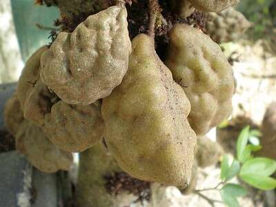 ผลอัมพวา ผลอัมพวา