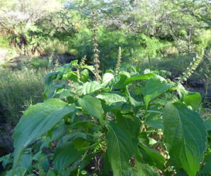 ยี่หร่า มีกลิ่นหอมเฉพาะตัว ใช้ในการปรุงแต่งกลิ่นอาหาร