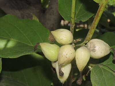 ผลคอร์เดีย ผลคอร์เดีย