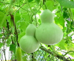 น้ำเต้า ผลมีเนื้อในสีขาวหรือสีเขียวค่อนข้างนุ่ม