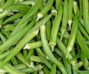 กระเจี๊ยบเขียว เป็นพืชที่มีคุณสมบัติในการช่วยรักษาโรคกระเพาะอาหารและลำไส้