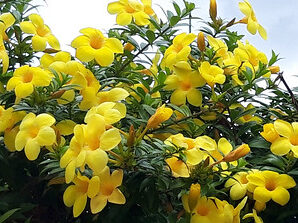 บานบุรี ดอกสีเหลือง ทุกส่วนของต้นมีน้ำยางสีขาว
