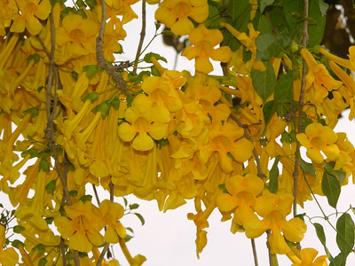 ดอกเหลืองชัชวาล