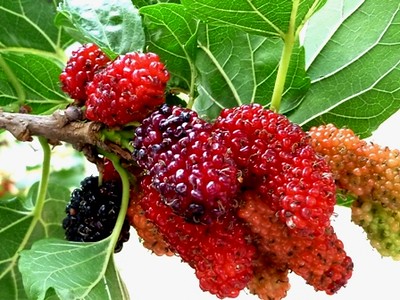ผลหม่อน