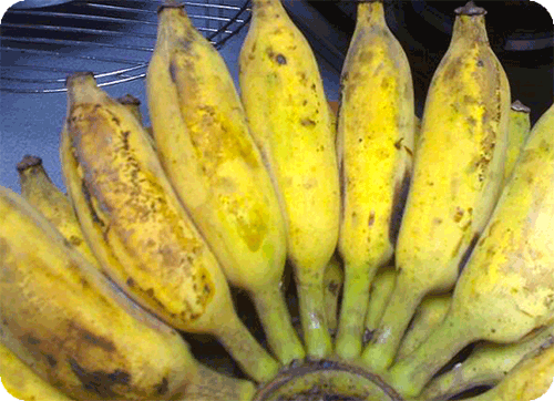 กล้วยนํ้าว้า กล้วยใต้ กล้วยอ่อง กล้วยตานีอ่อง กล้วยมะลิอ่อง ผลไม้เครือมากสรรพคุณ