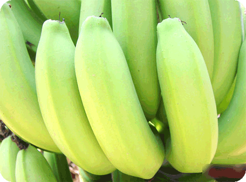 กล้วยหอม การปลูกขยายพันธุ์ ประโยชน์สรรพคุณ คุณค่าโภชนาการ และแปรรูปกล้วยหอม