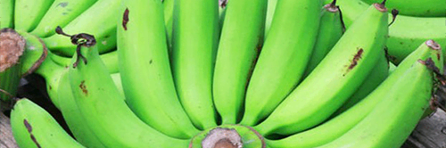 กล้วยหอมเขียว กลิ่นหอมฉุน รสหวาน เนื้อเละ เปลือกหนากว่ากล้วยหอมทอง