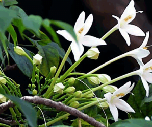 ปีบ หรือ กาซะลอง ไม้ดอกกลิ่นหอม พันธุ์ไม้มงคลพระราชทานประจำจังหวัดพิษณุโลก