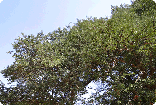 มะขาม ไม้มงคล ผลไม้รสเปรี้ยว ต้นไม้ประจำจังหวัดเพชรบูรณ์