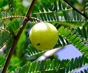 มะขามป้อม หรือ มะขามป้อมอินเดีย ผลไม้รสเปรี้ยวที่มีวิตามินซีสูง