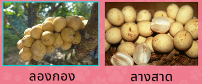 ลองกอง-ลางสาด