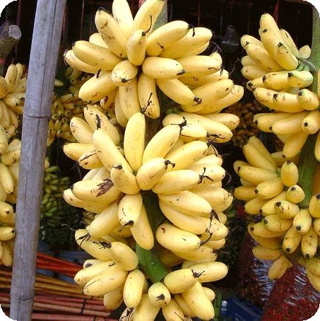 กล้วยไข่ ผลไม้เครือ ผลไม้เขตร้อน นิยมรับประทานสด และแปรรูป